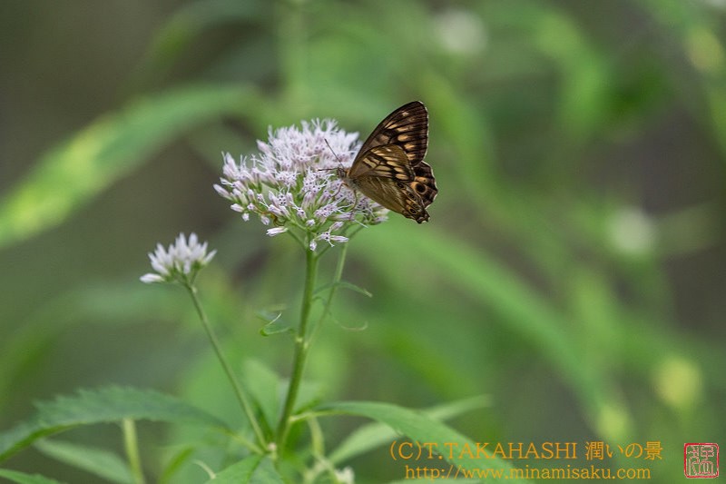 ../Images/7R240728 (286).jpg